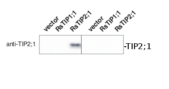 western blot using anti-TIP2;1 antibodies